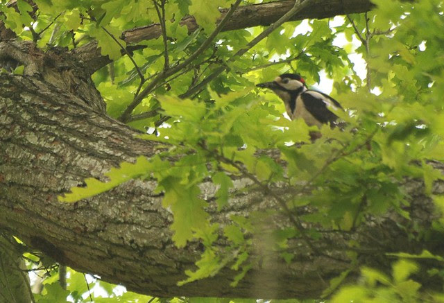 DSC_6603 Greater Spotted Woodpecker approaching nest