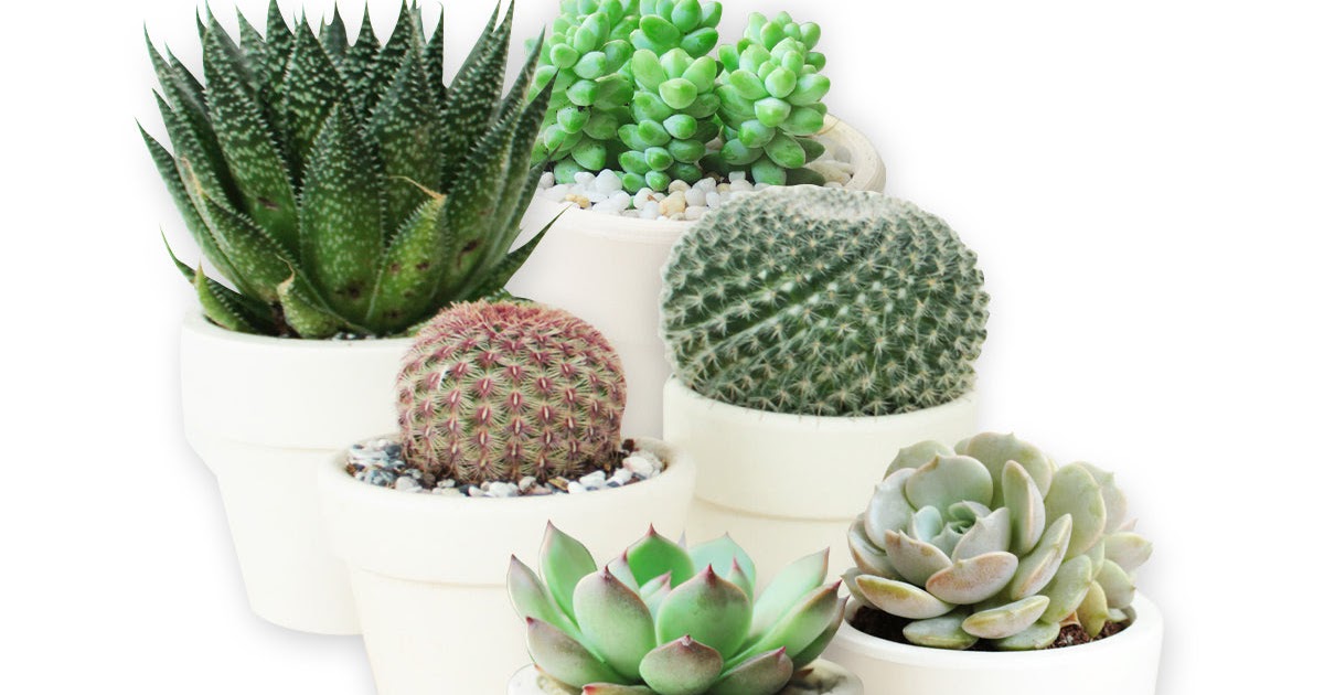 Succulent Gift Box Canada / Assorted Succulent Gift Box by