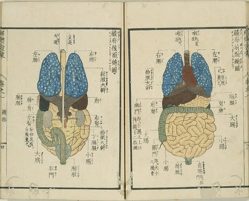 Kaitai Hatsumou - anterior and posterior abdominal organ views