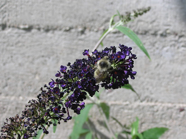 Bumblebee, Bombus veteranus