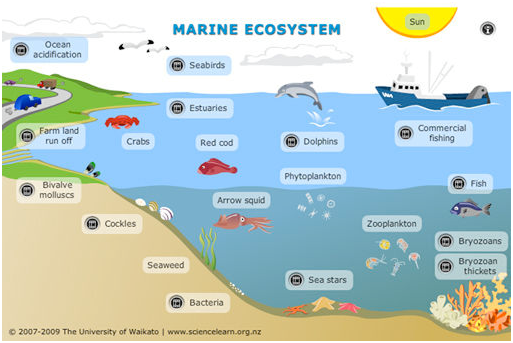 Ekosistem Air Laut  Dunia Perikanan
