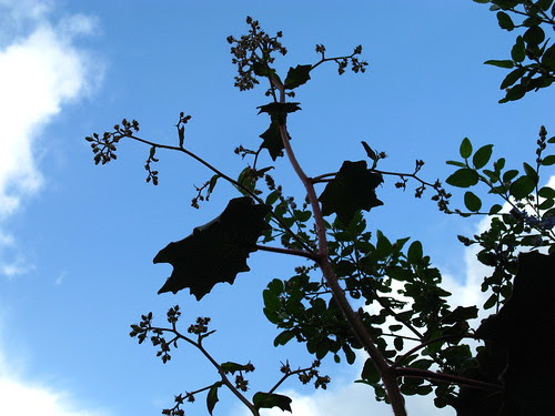 Senecio cristobalensis