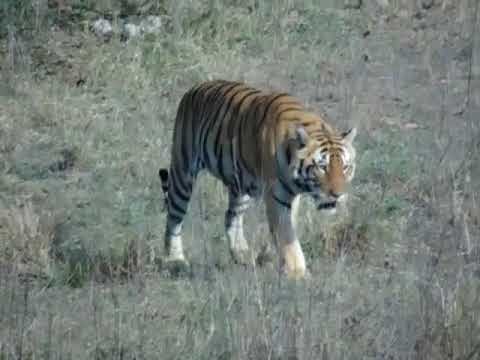 Tiger Safari Video Footage 