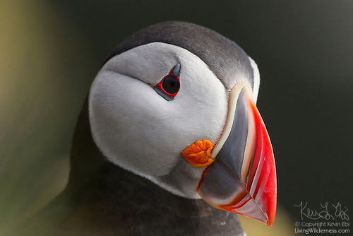 Atlantic Puffin, Close Up, Iceland