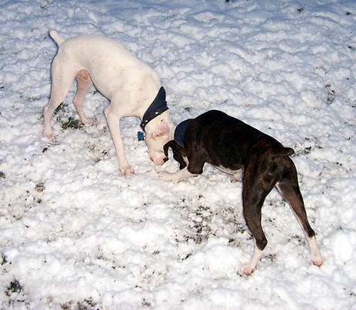 snowdogs0004
