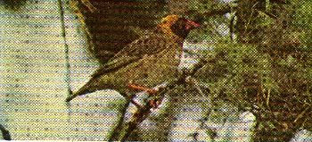 Pg15-5, RED-BILLED QUELEA