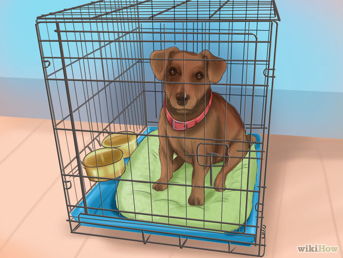 Learn how to do anything How to Crate Train Your Dog or Puppy