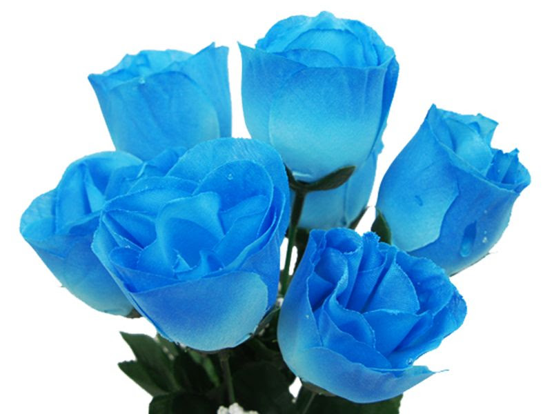 Full Hd Sky Blue Rose Flower Wallpaper - Get Images Four