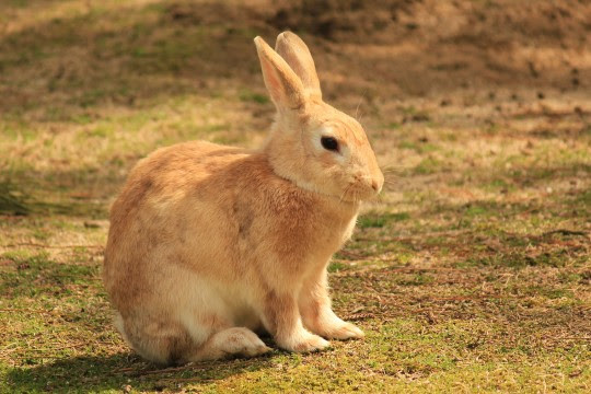 すべての動物の画像 新鮮なうさぎ 写真 フリー