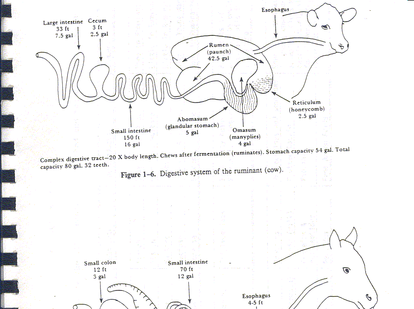 animal: Animal Nutrition Pdf Notes