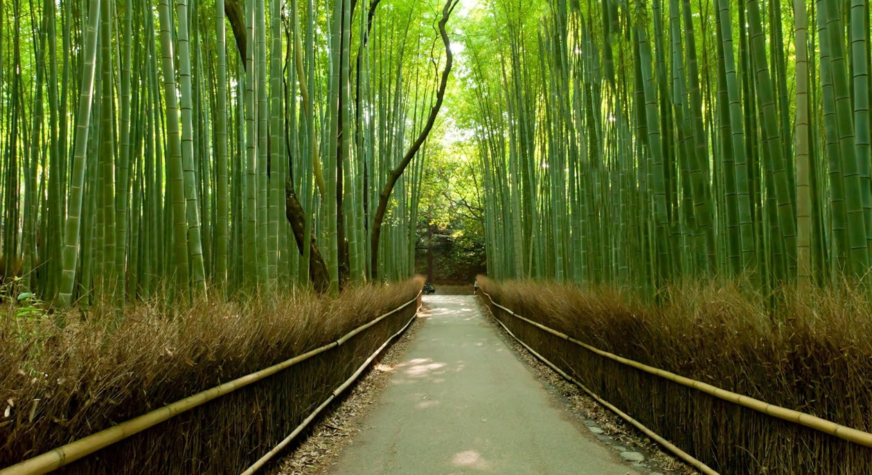 Image result for bamboo forest kyoto