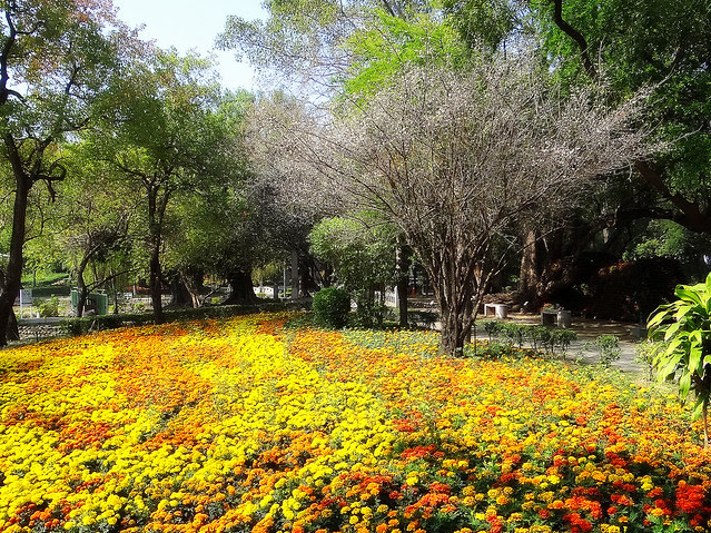 梅花/無限台南