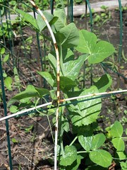Peas