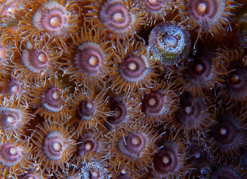 Pink Zoas