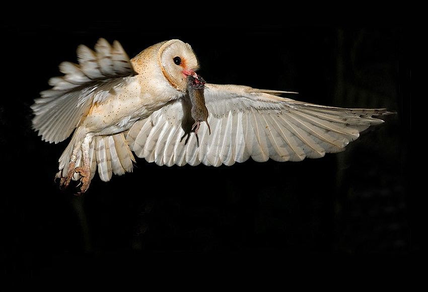 Fascinating photos of birds from the photographer Zander Yaqui