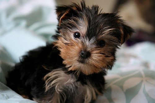 Short Hair Yorkshire Terrier : Short Haired Yorkie Dog Looking To The