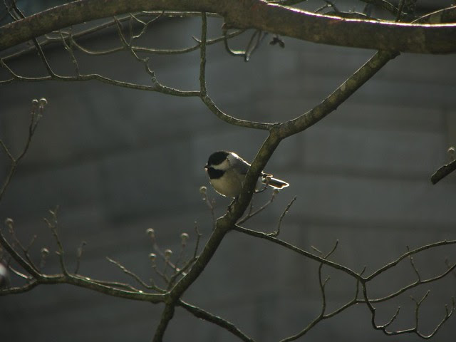 Black Capped Chickadee