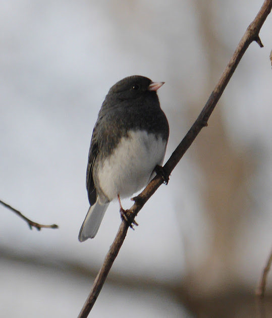Ed Gaillard: birds &emdash; Junco, central park