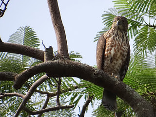 鳳頭蒼鷹/無限台南
