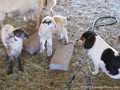 Random lamb snaps 2 - FarmgirlFare.com