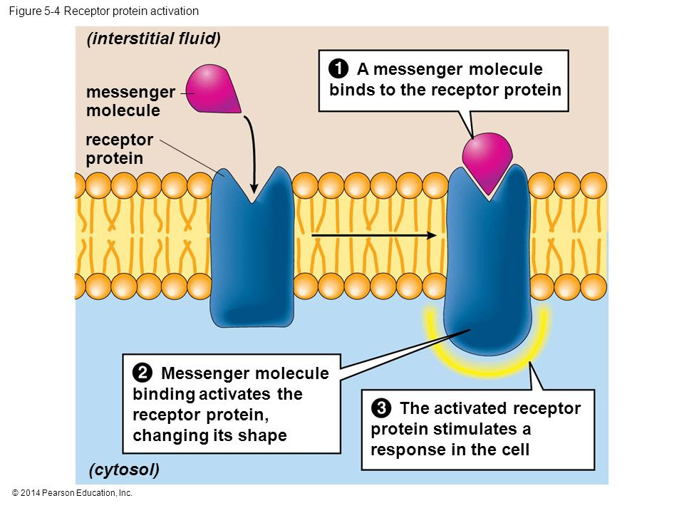 Cell Membrane Receptor Proteins Function Structure - Cell Diagram