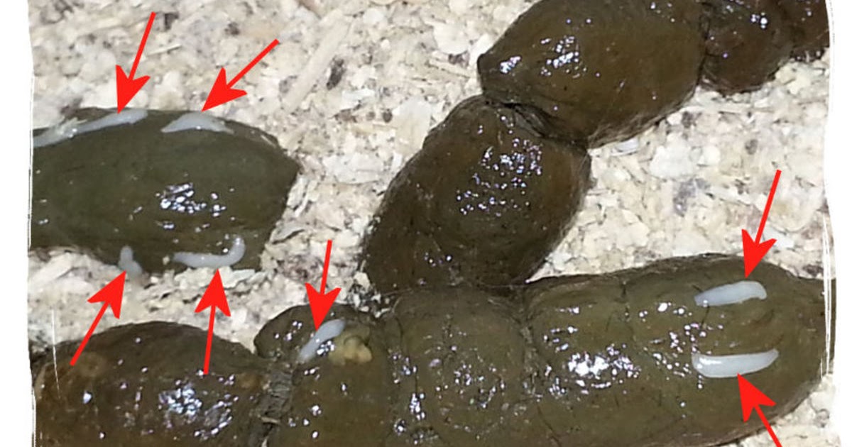 48 Top Photos Cat Has Worms Look Like Rice : Cat Treatment for