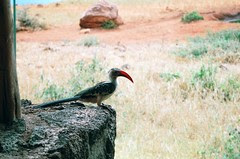 Kilanguni Lodge