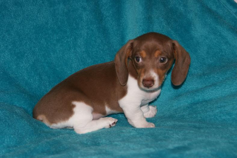 Micro Mini Dachshund Puppies For Sale Nc All You Need Infos