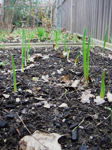 garlic sprouts - dec 6