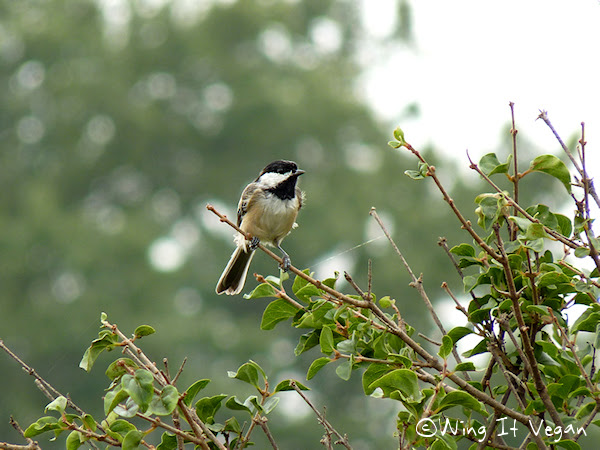 Chickadee