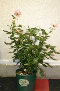This beautiful Weeks Rose, called Elle is a beautiful pink with a heavenly scent! Thank you Don Mould's Garden Center!