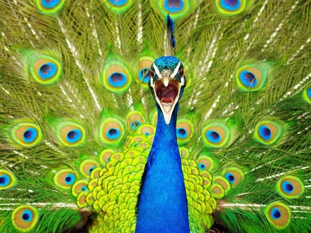 Animals Talk: Funny Peacock