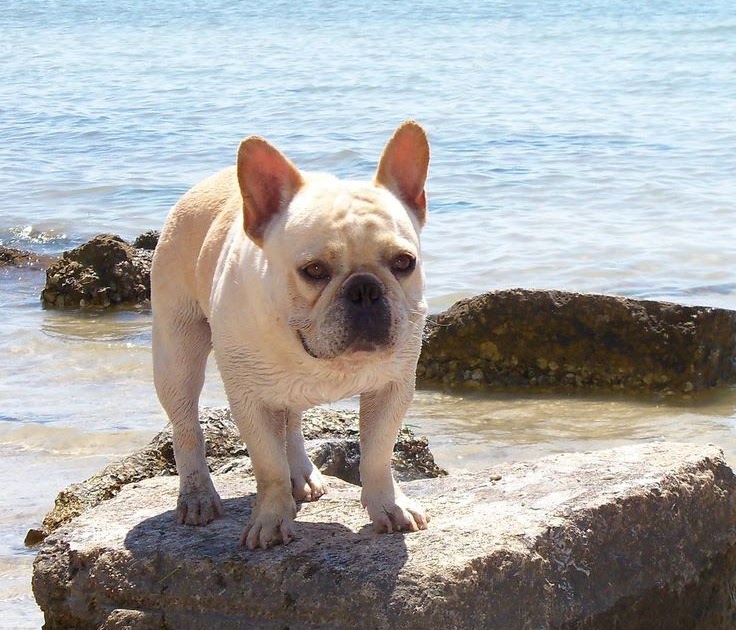 French Bulldog Puppies For Sale Tampa Florida - Puppies