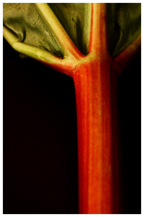 rhubarb© by Haalo