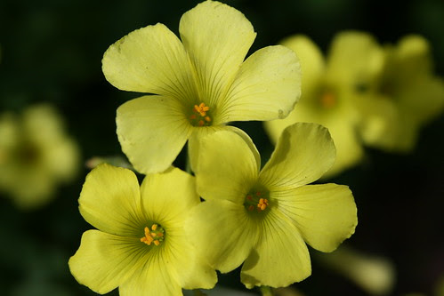 yellowflowers2