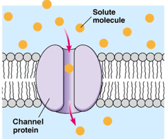 facilitated diffusion quizlet membrane