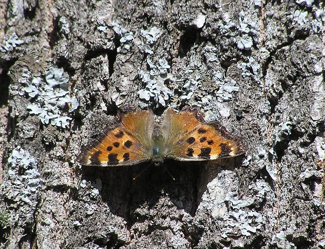 Valgetähn-pajuliblikas, Nymphalis xanthomelas