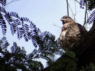 鳳頭蒼鷹/無限台南