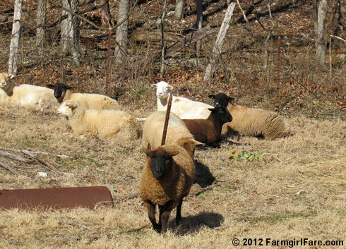 2012 Sheep shearing day 29 - FarmgirlFare.com