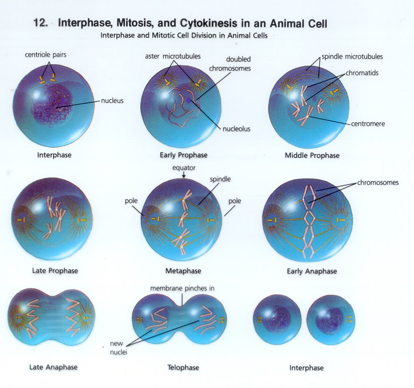 26 Cell Processes And Energy Worksheet Answers - Worksheet Project List