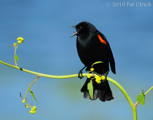 Singing red-winged blackbird