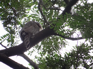 鳳頭蒼鷹/無限台南
