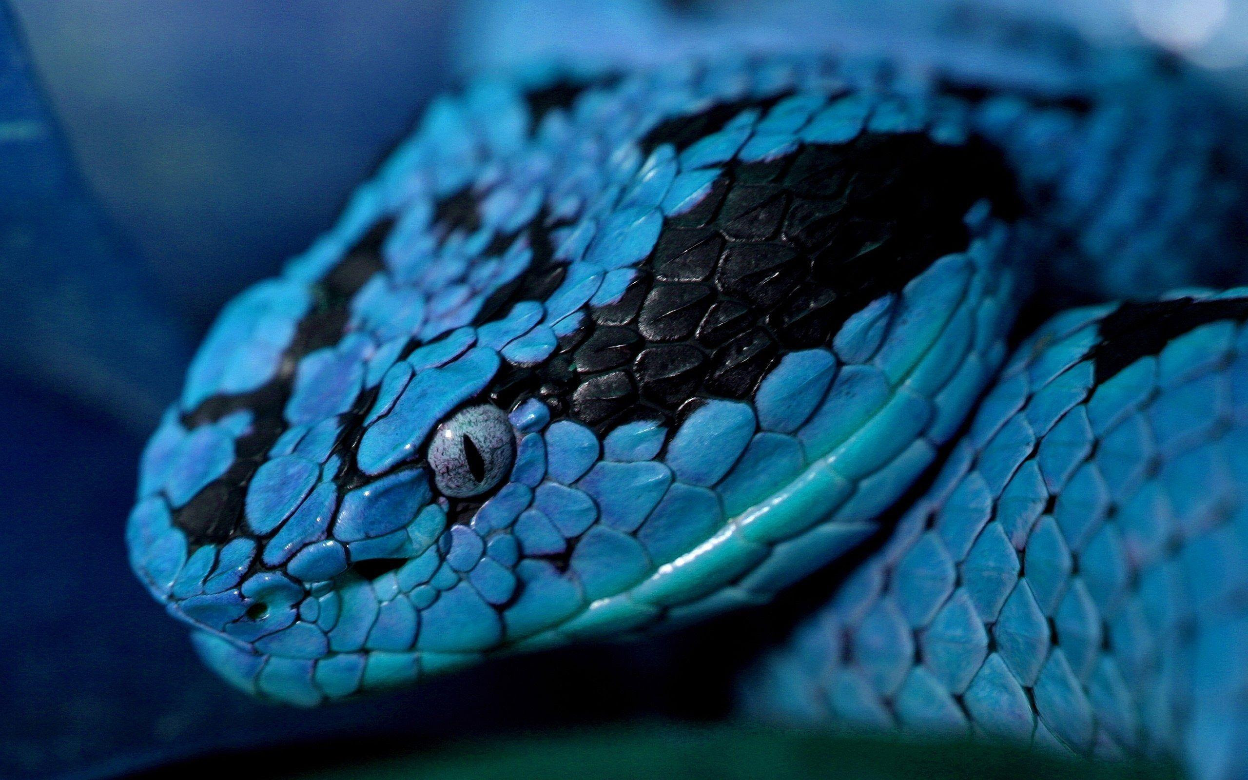 Snakeskin Wallpaper