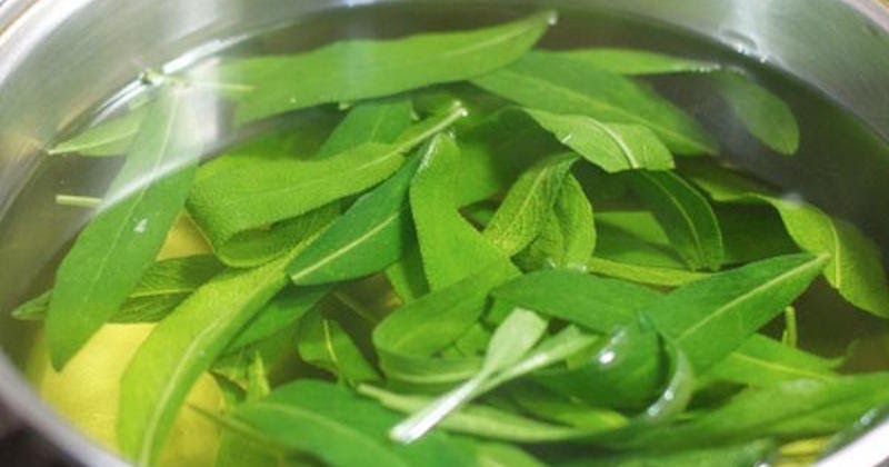 Sage Leaves In Malay - Sage Herb: History, Nutrition Facts, Health