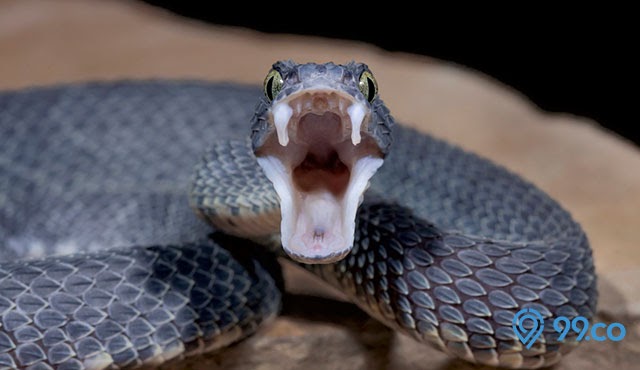 Mimpi dipatok ular kobra di leher berapa angka togel