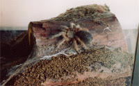 Rosa on her hide