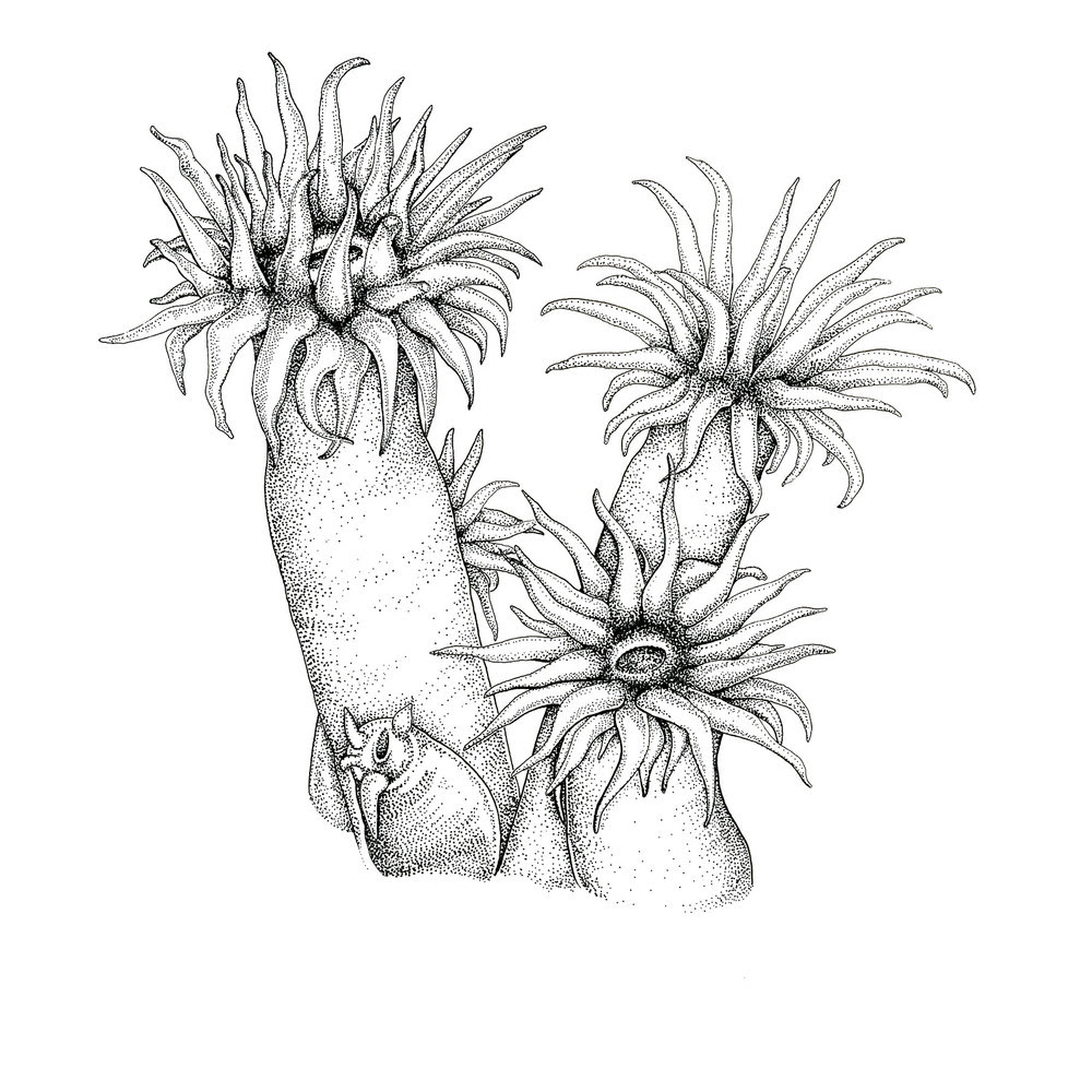 How To Draw A Sea Anemone