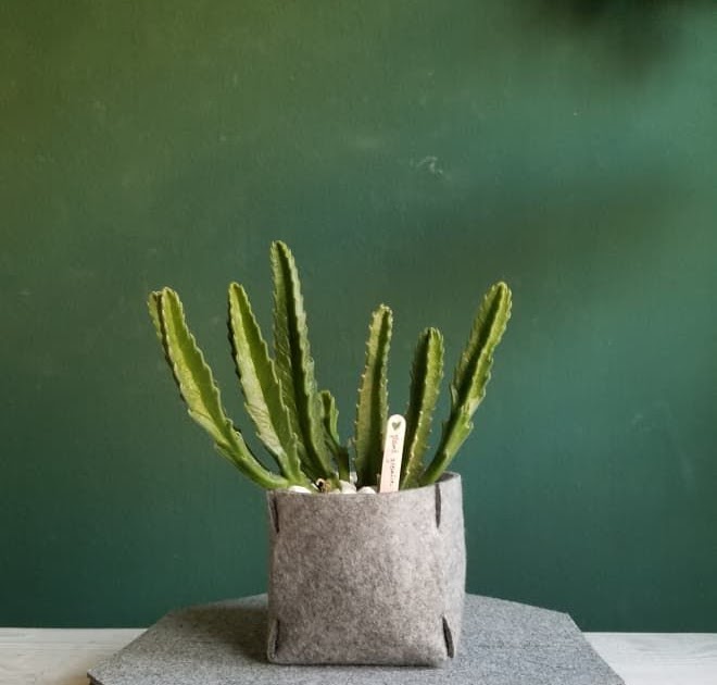 Cat Proof Plant Pots Neutrals, natural fibres, and