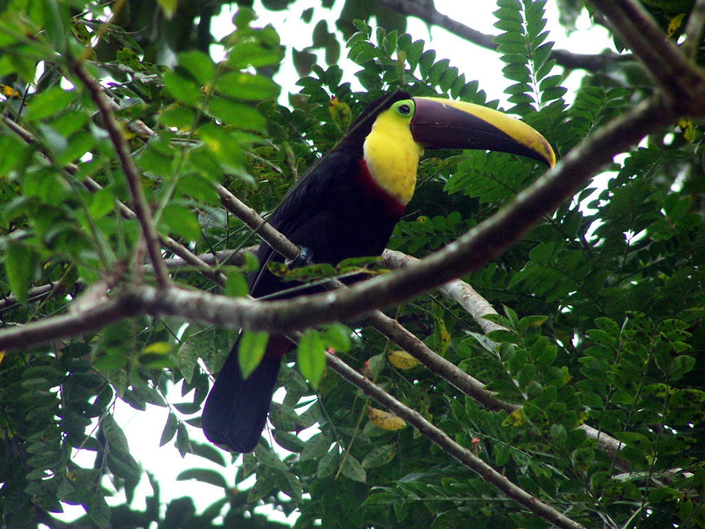 Birds free Wallpaper Photos: Bird Of Paradise Wallpaper