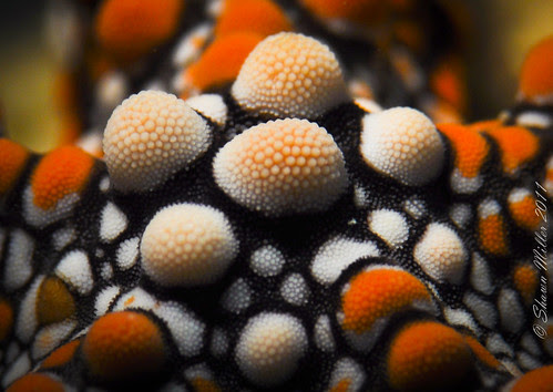 Starfish, Gomophia gomophia
